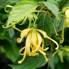 EOUL - 06 Ylang Ylang I